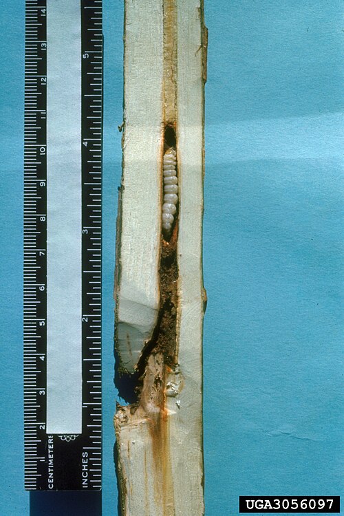 File:Paranthrene dollii damage2.jpg