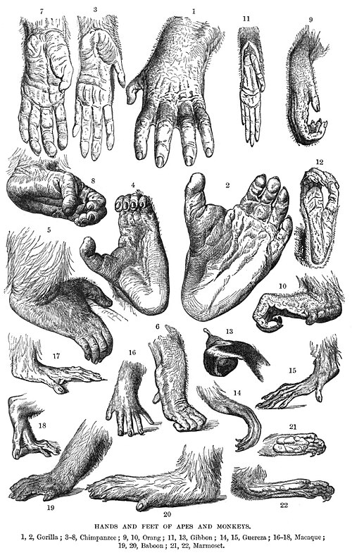 File:PrimateFeet.jpg