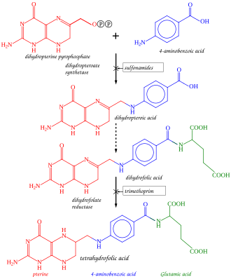 Tetrahydrofolate synthesis pathway
