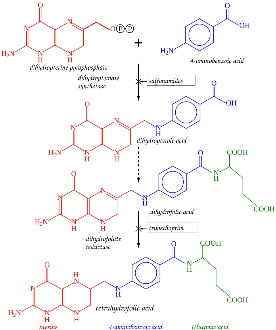 File:THFsynthesis pathway.svg