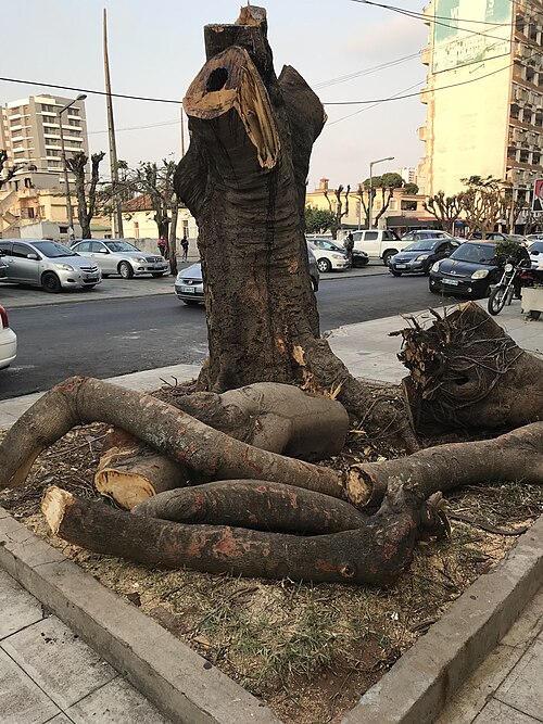 File:Destructive tree cutting in Maputo.jpg