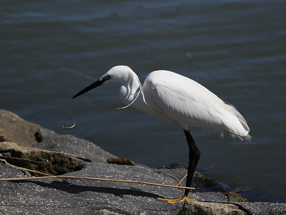 File:Egretta garzetta Comacchio 2.jpg