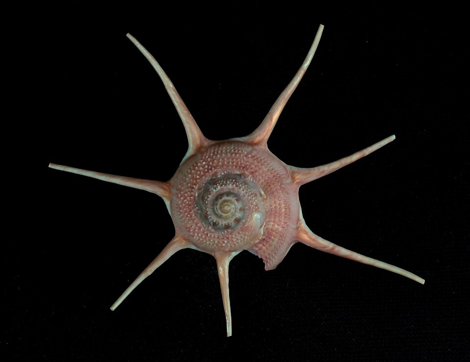 File:Guildfordia yoka.jpg