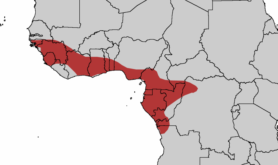 File:Guinea Turaco.png