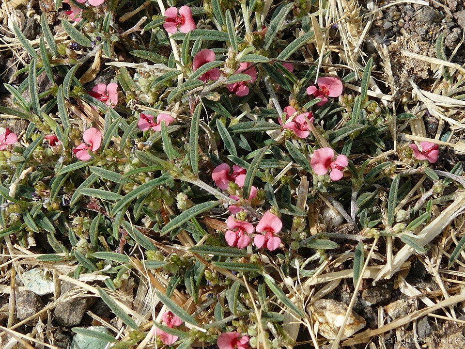 File:Indigofera linifolia (3105801589).jpg
