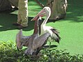Pelicans
