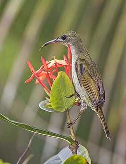 Príncipe sunbird, by Charlesjsharp
