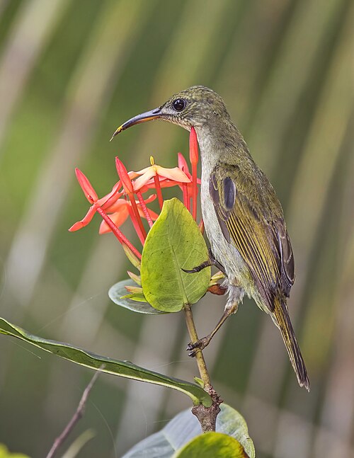 File:Príncipe sunbird (Anabathmis hartlaubii) female.jpg