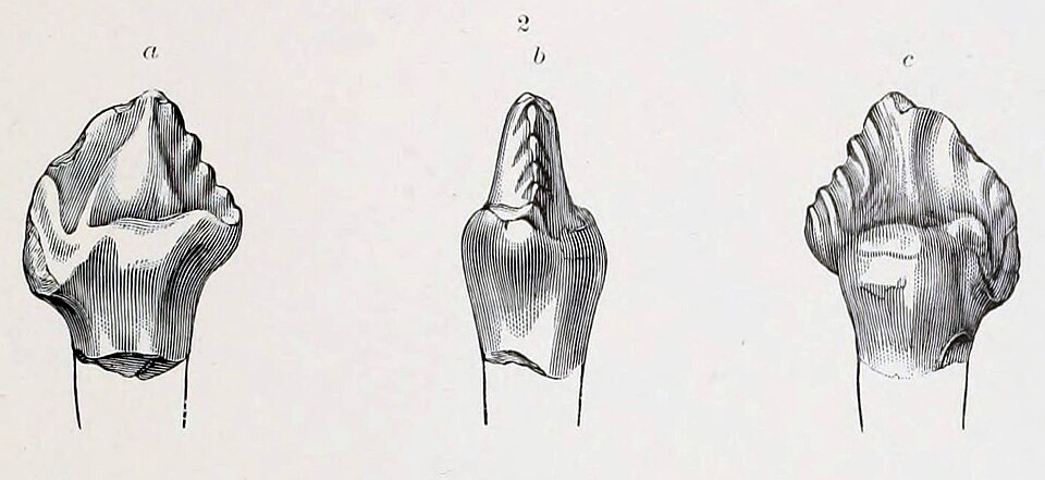 File:Priconodon.jpg