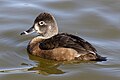 A female ring-necked duck