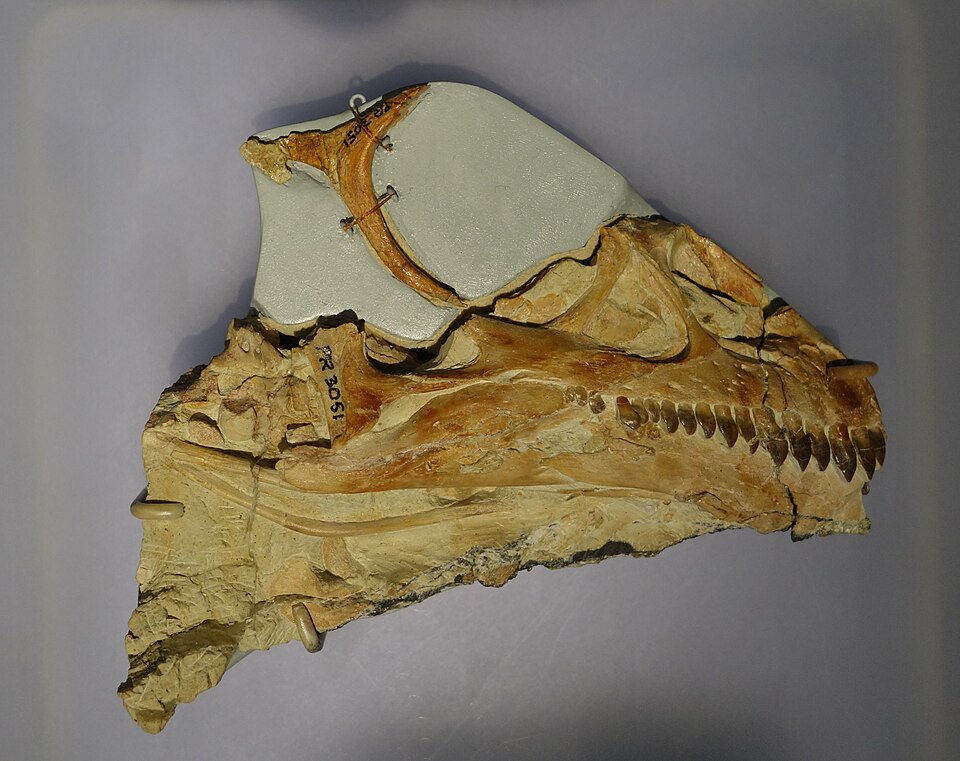 File:Sauropodomorph skull PR 3051 Antarctica.jpg