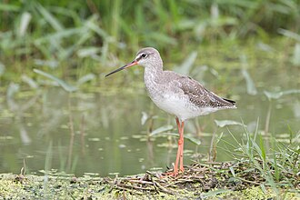 Tringa erythropus - Laem Pak Bia
