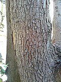 Bark