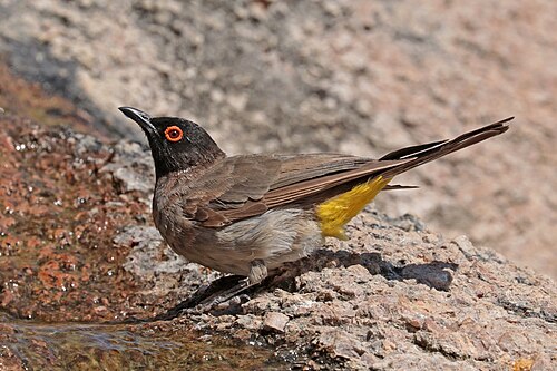 African red-eyed bulbul Pycnonotus nigricans Namibia