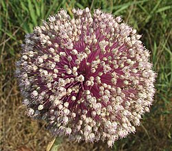 A globular cluster of many pale flowers on red-purple stalks