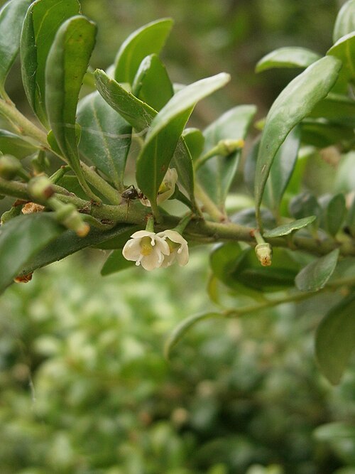 File:Ilex crenata Convexa 003.JPG