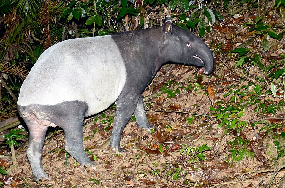 File:Malayan Tapir (Tapirus indicus) (8729168612).jpg