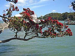 Pōhutukawa branch in Mangōnui