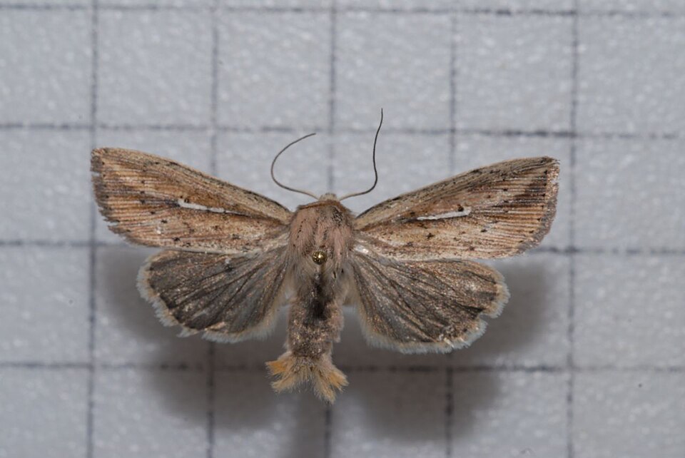 File:Mythimna arizanensis.jpg
