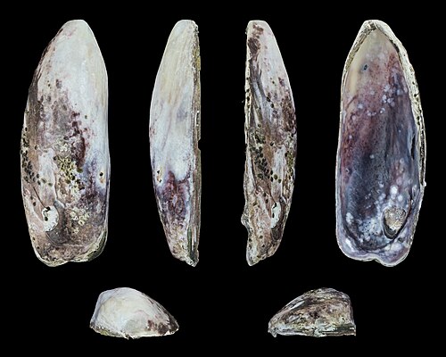 Right valve of the same specimen