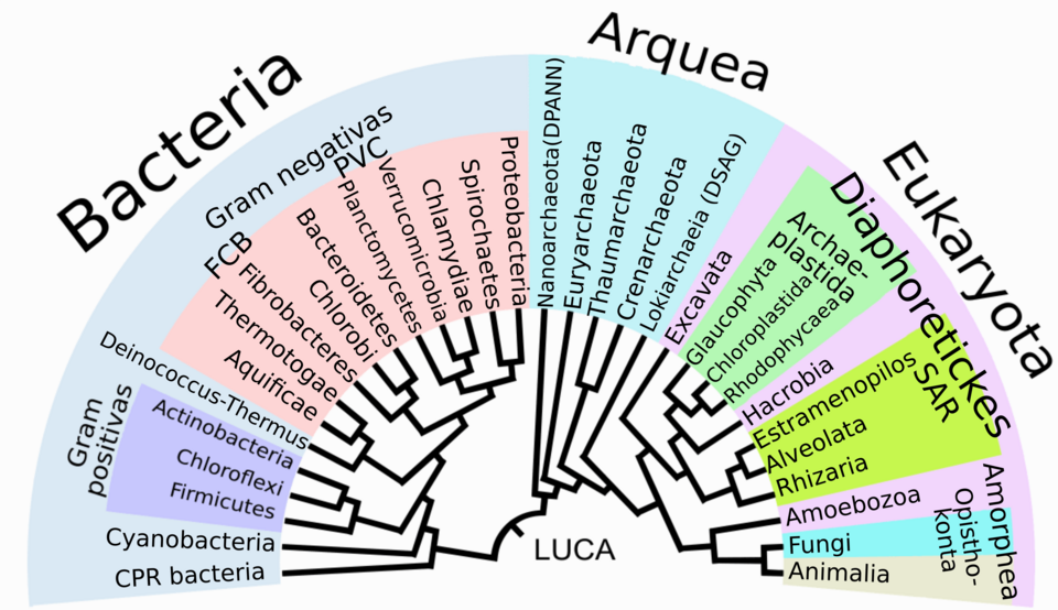 File:Phylogenetic Tree of Life-es.png