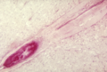 Thumbnail for version as of 00:37, 8 February 2007