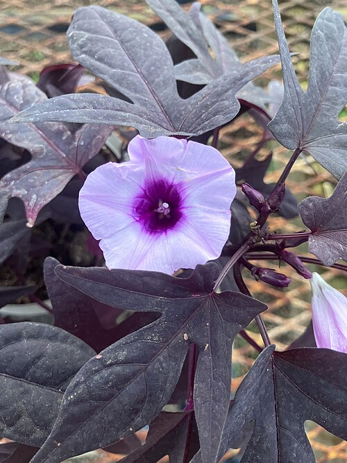 File:Sweet potato flower.jpg