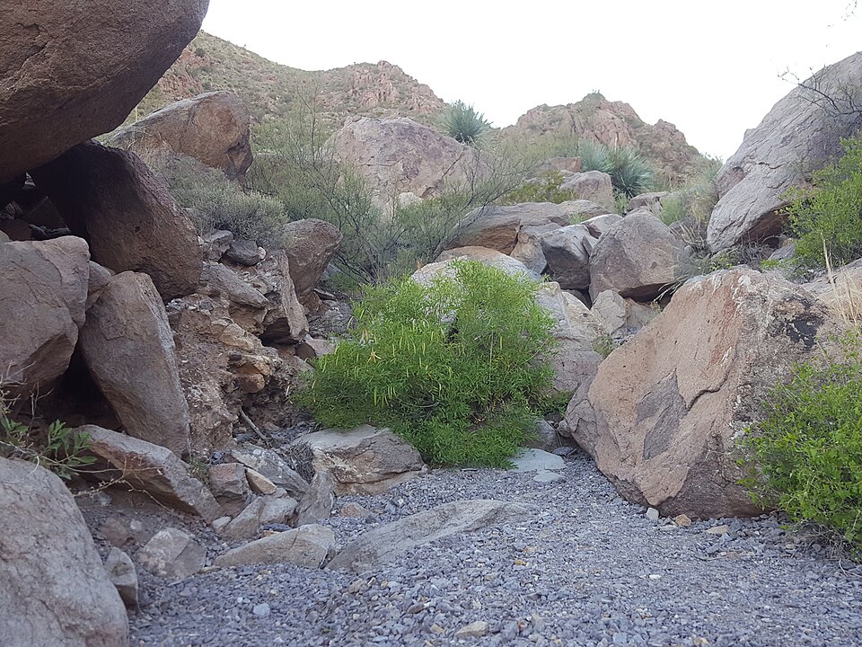 File:Tecoma stans angustata habit and habitat.jpg