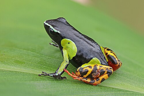 Variegated golden frogMantella baroniMadagascar