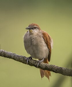 Yellow-chinned spinetail Certhiaxis cinnamomeus marabinus Colombia