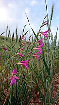 Growing wild in Behbahan