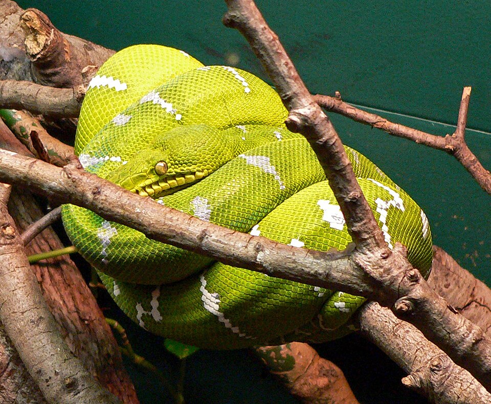 File:Corralus caninus 1.jpg