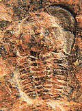 Thumbnail for version as of 22:59, 30 October 2012
