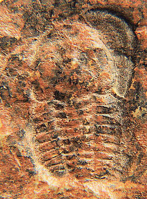 File:Daguinaspis sp CRF.jpeg