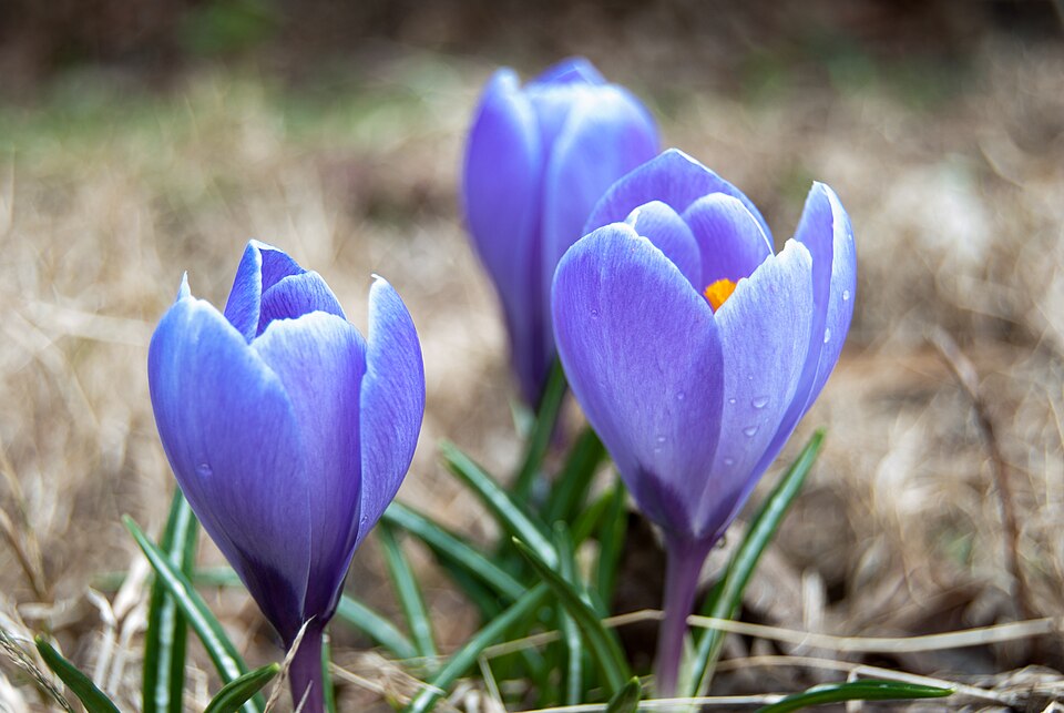 File:Indigo crocus.jpg