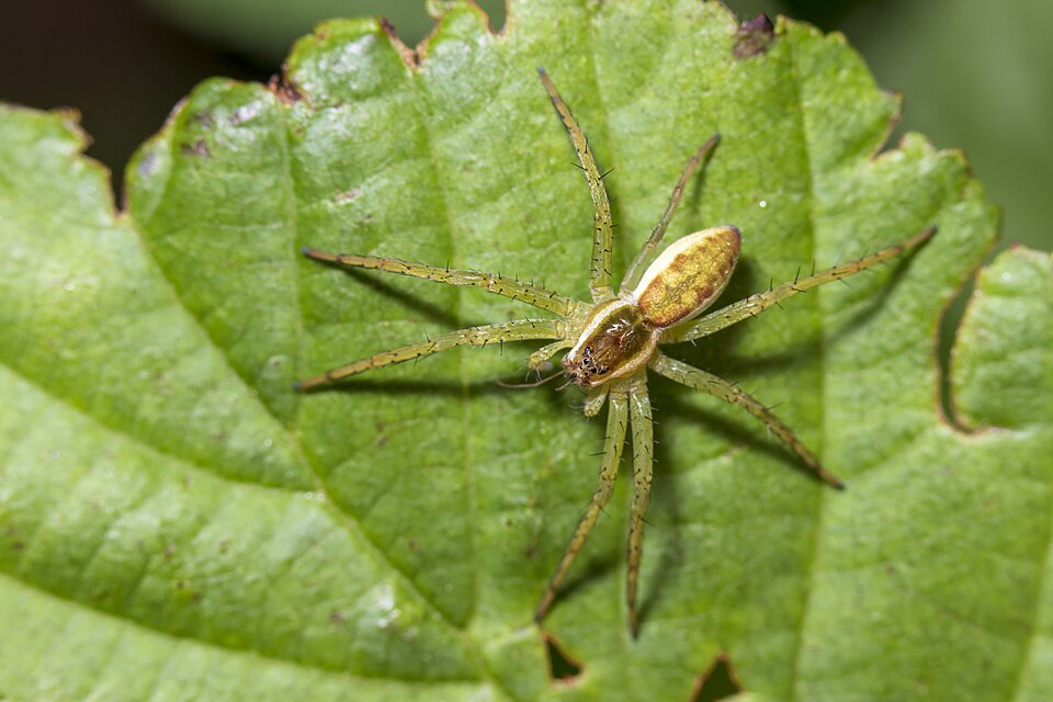 File:Juvenile Dolomedes fimbriatus.jpg