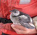 Thumbnail for version as of 16:03, 13 September 2005