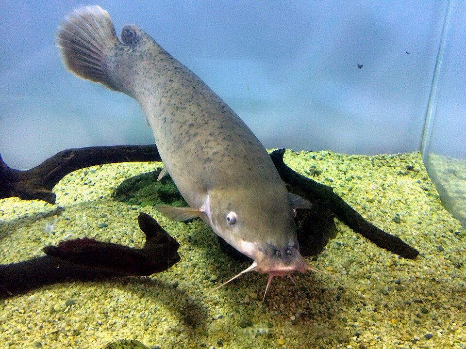 File:Malapterurus microstoma.JPG