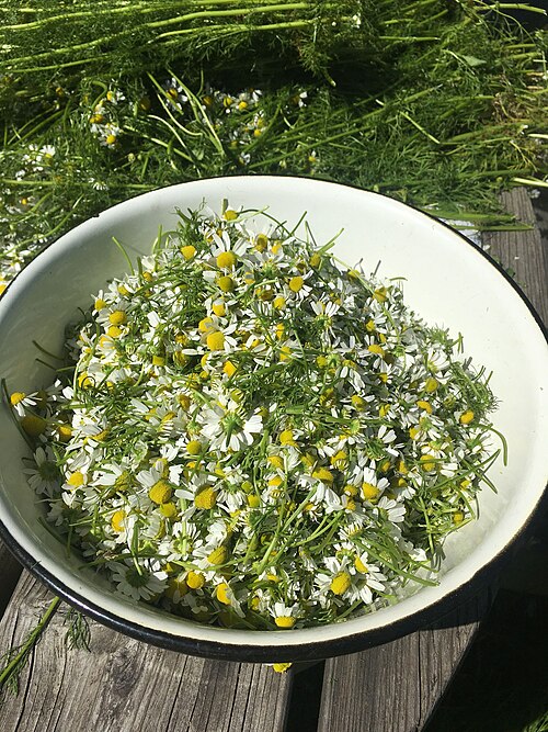 File:Matricaria chamomilla flowers.jpg