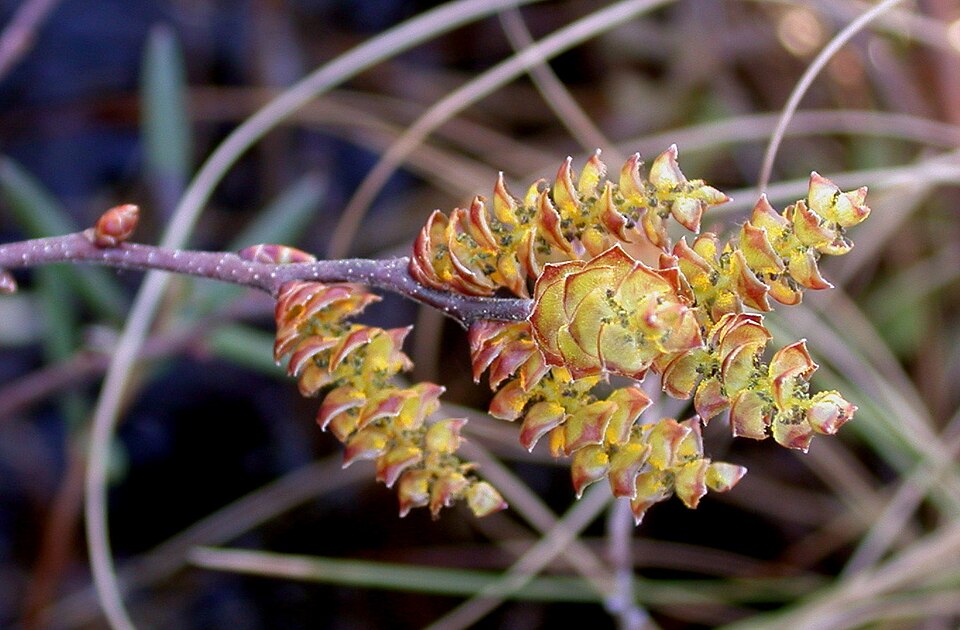 File:Myrica gale 15-p.bot-myrica.gale-54.jpg
