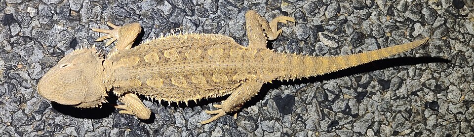 Showing dorsal patterns