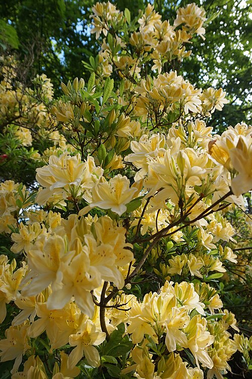 File:Rhododendron Y1.jpg