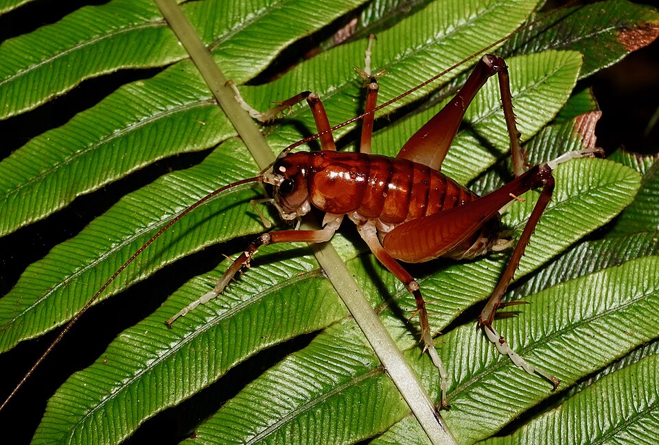 File:STrewick Hjacinda.jpg