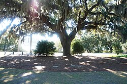 Willow tree at Airlie Gardens in Wilmington, North Carolina