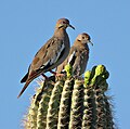 Wildlife of Sonora