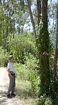 March 16thToxicodendron diversilobum