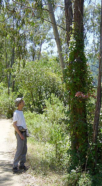 File:ClimbingPoisonOak.jpg