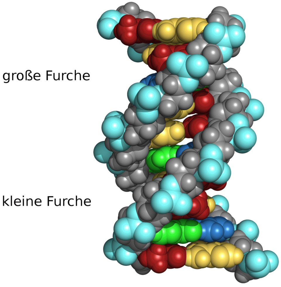 File:DNA Furchen.png