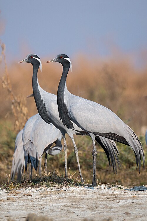 File:Demoiselle Cranes at Tal Chappar.jpg