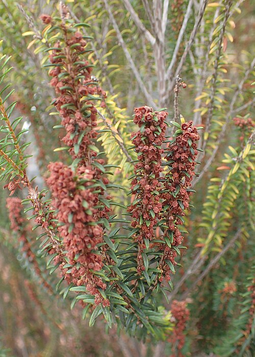 File:Erica platycodon kz02.jpg